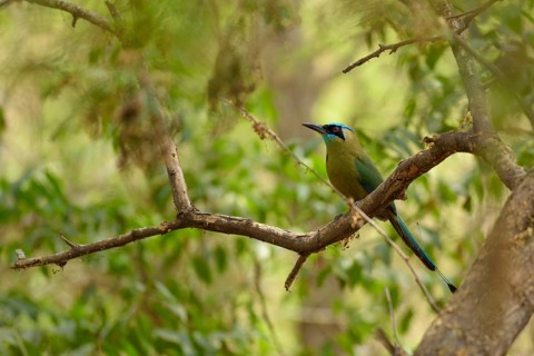 Blue-crowned motmot
