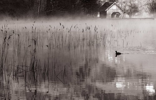 Morning fog with coot in the reed belt of the Irrsee