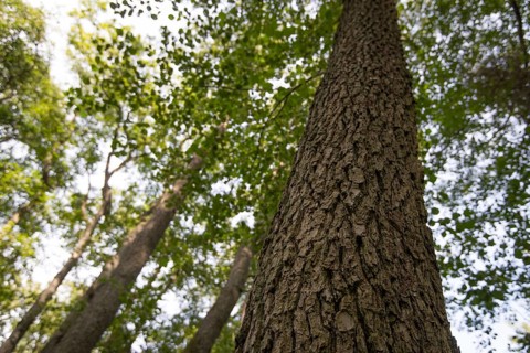 Black alder