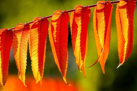 Leaf of the staghorn sumac