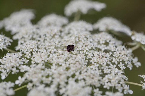 Wild carrot