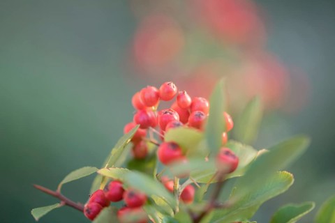 Scarlet firethorn