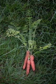 Carrot