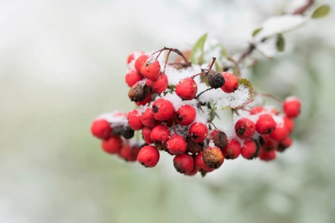 Scarlet firethorn