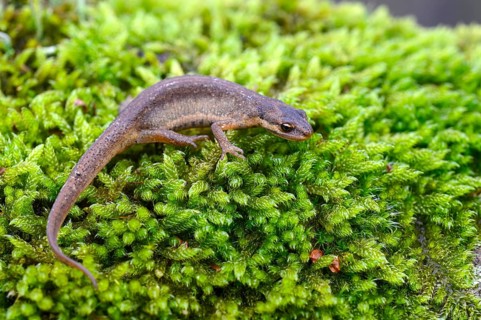 Common newt