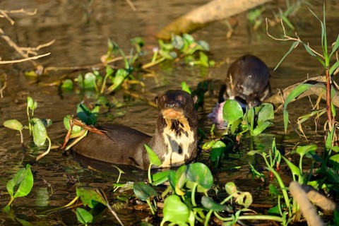 Giant otter