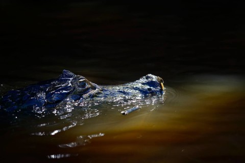 Swimming yacare caiman