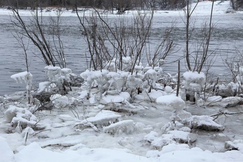 Chunks of ice on a bush