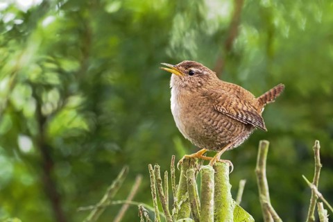 Eurasian wren