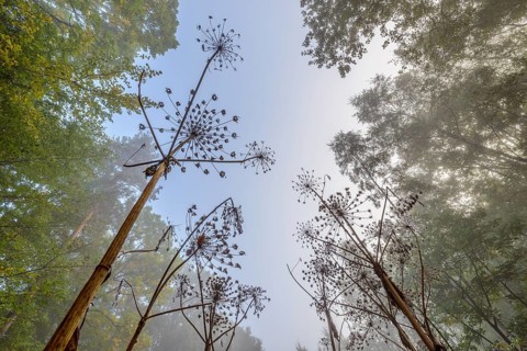 Giant hogweed