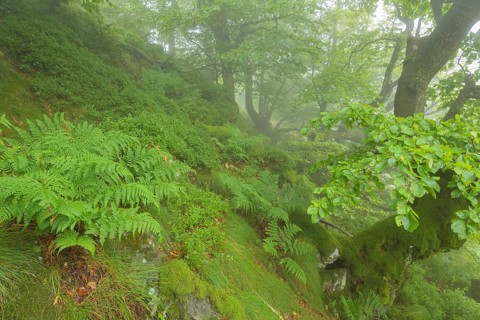 Mountain forest on a misty morning on mountain peak