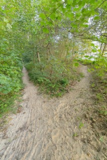Forked forest path
