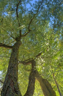 View in the tree tops of a robinia tree