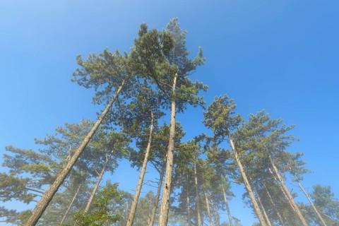 View in the tree tops of a pine forest in the morning with fog