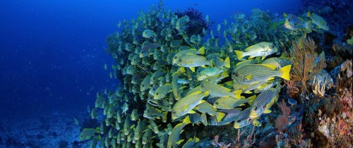 Very big school of Ribboned sweetlips