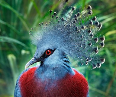 Southern Crowned Pigeon