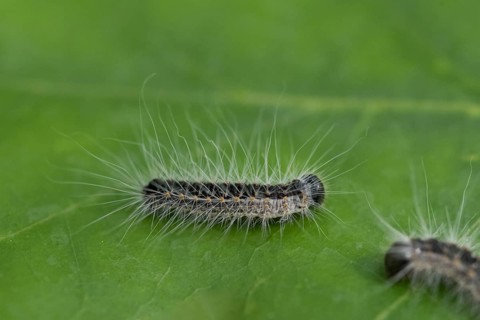 Oak processionary moth