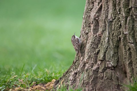 Short-toed treecreeper