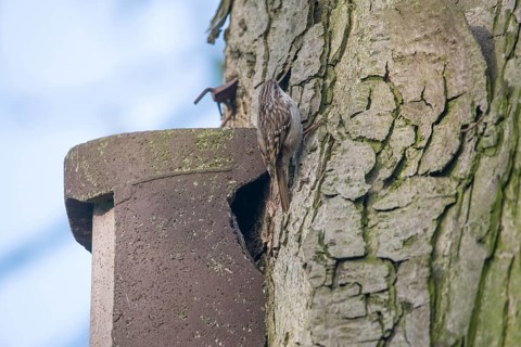 Short-toed treecreeper
