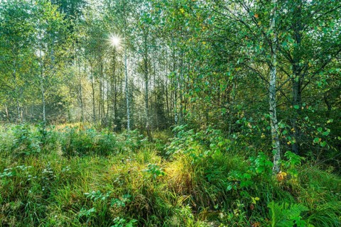 Downy birches
