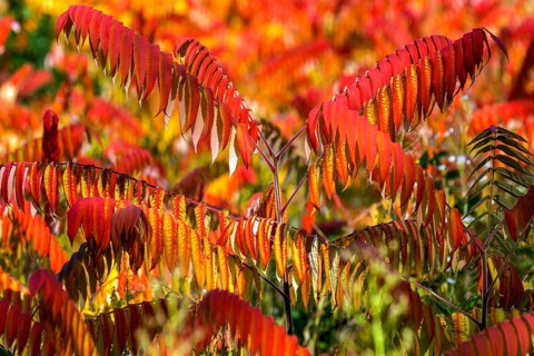 Staghorn sumac
