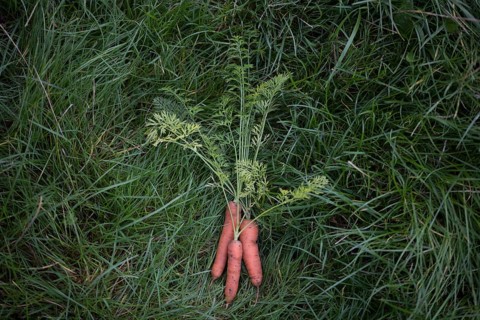 Carrot
