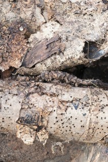 Deadwood pile as natural insect nesting aid