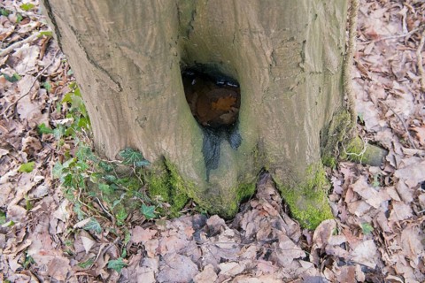 Water pot in old tree