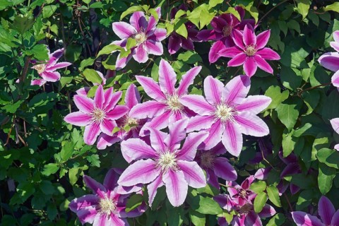 Clematis