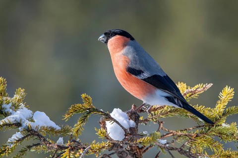 Bullfinch or eurasian bullfinch
