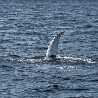 Pectoral fin of humpback whale