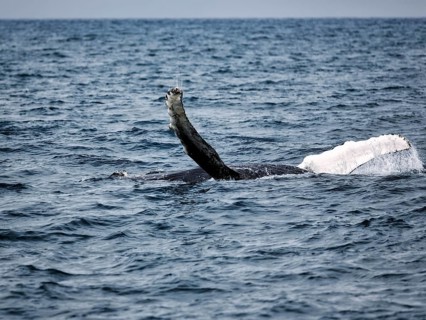 Two pectoral fins