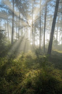 Forest in the morning with fog and sun