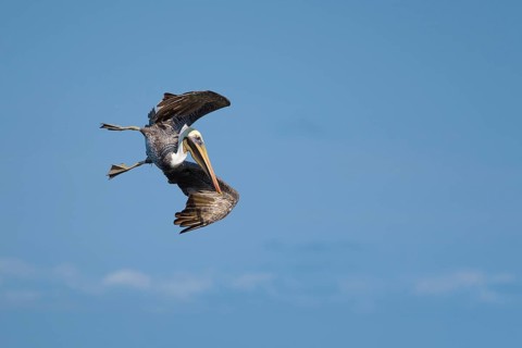 Brown pelican