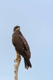 Snail kite
