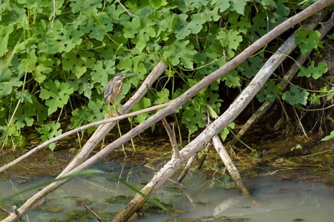 Striated heron