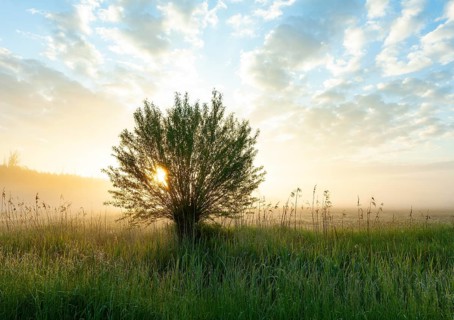 Crack willow