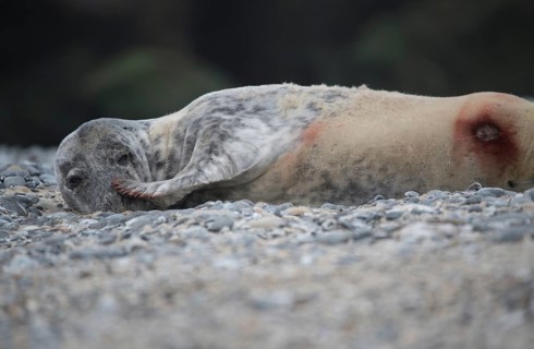 Grey seal