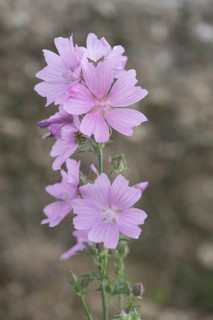 Greater musk-mallow