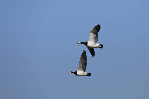 Barnacle geese