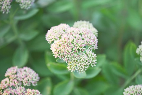 Showy stonecrop