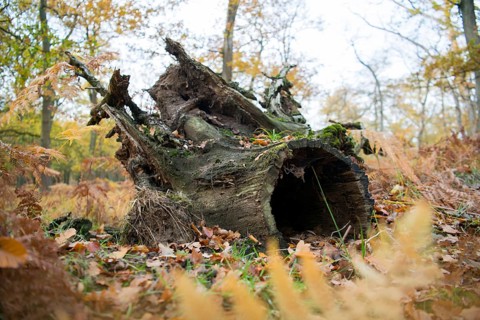 Deadwood structure in Diesfordt forest