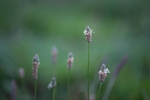 Ribwort plantain