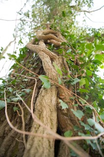 Common ivy