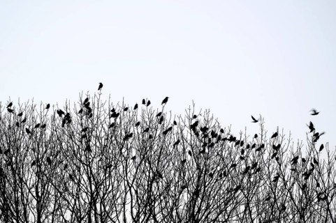 Carrion crow