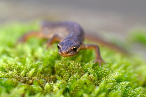 Common newt