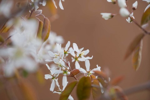 Snowy mespilus