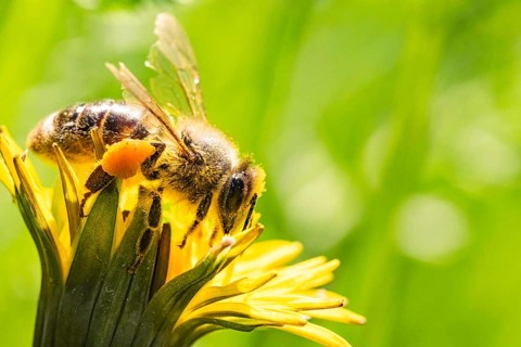 Bee and flower