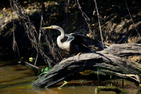 Anhinga