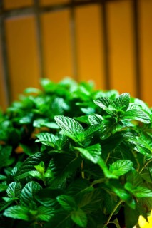 Vibrant green fresh mint plant closeup macro